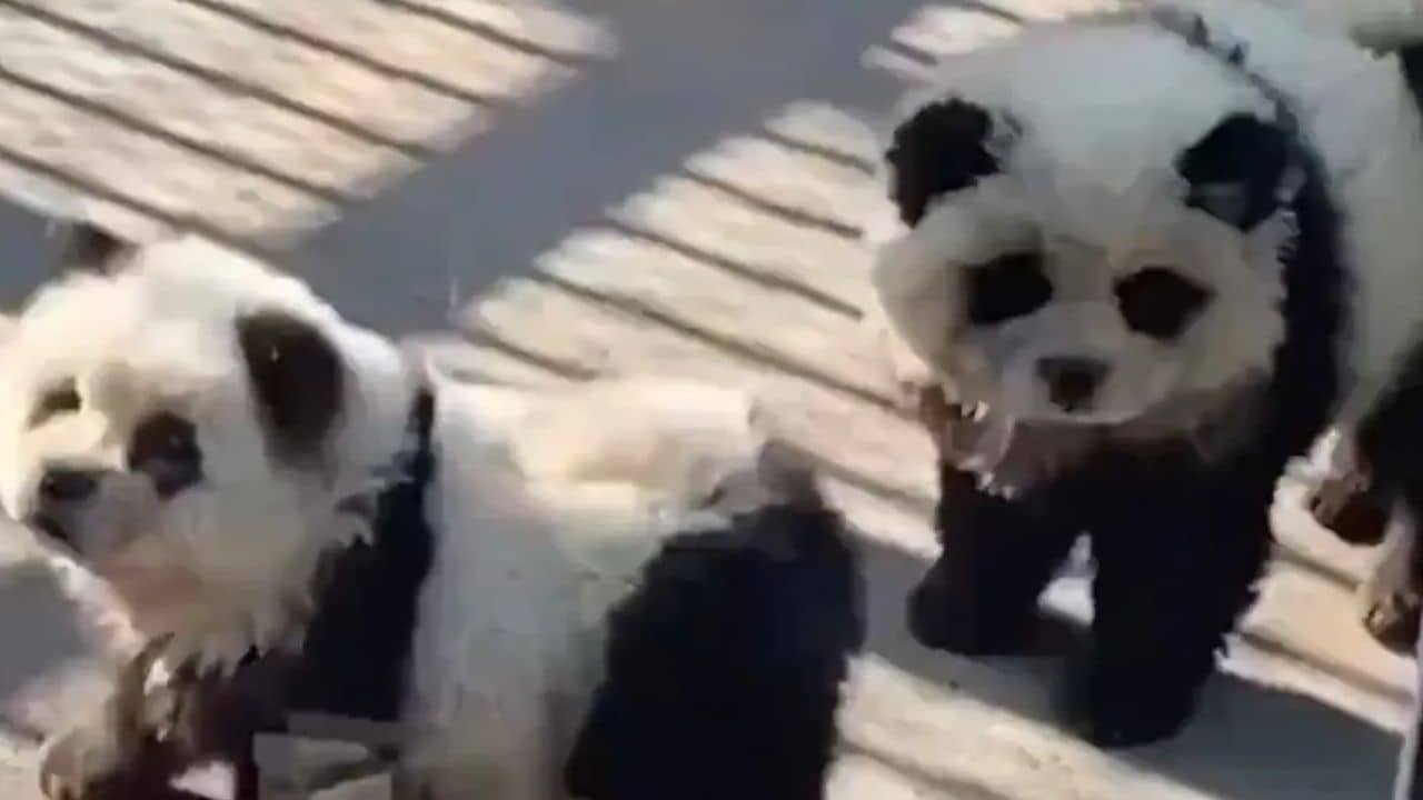 VIDEO: কুকুরের গায়ে রং করে পান্ডা সাজিয়েছে, চিড়িয়াখানায় কী চলছে দেখুন...