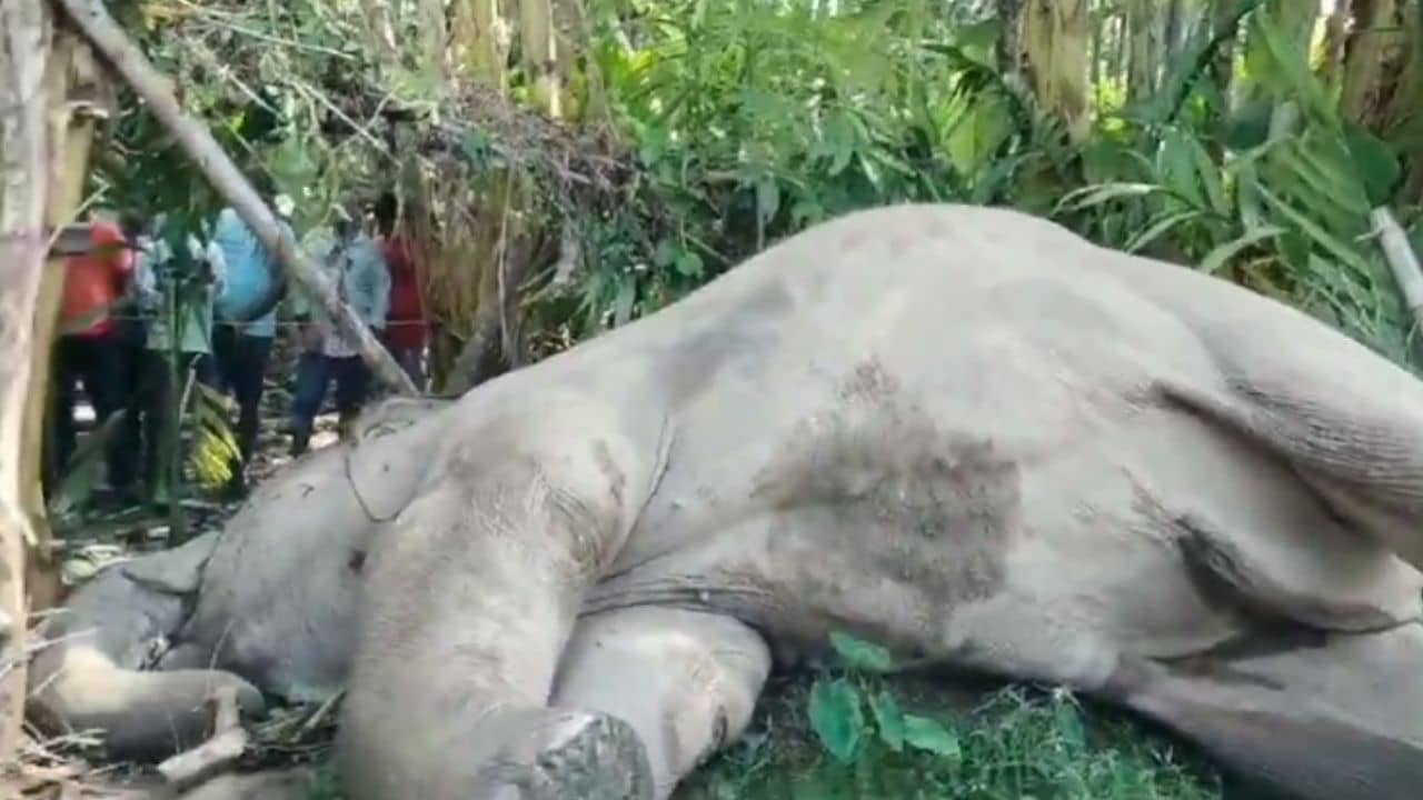 Elephant: বাগান ঘেরা বিদ্যুতবাহী তারে, সংস্পর্শে আসতেই মৃত্যু হাতির