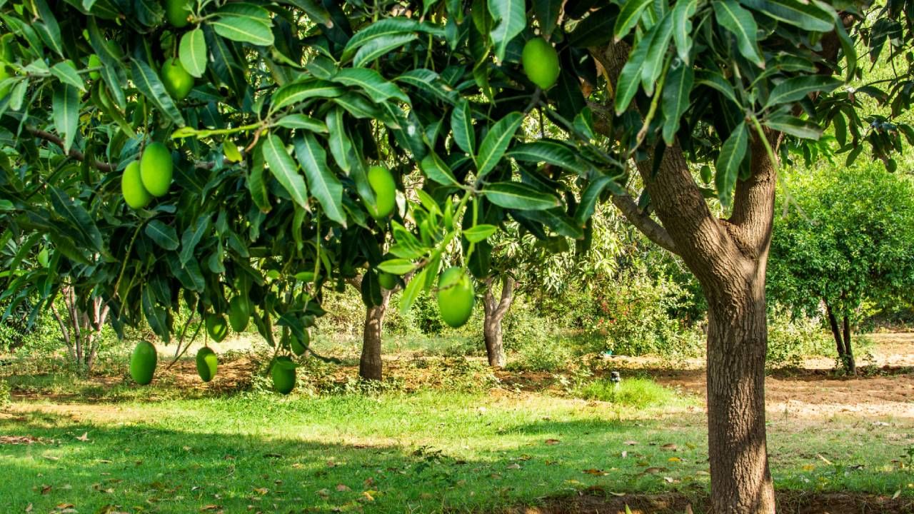 আম এমন এক ফল যা কাঁচা এবং পাকা দুই অবস্থাতেই খাওয়া যায়। এবং তা খেতে পছন্দ করেন না, এমন লোক খুব কমই রয়েছেন। কিন্তু কাঁচা না পাকা? কোন আম খাওয়া বেশি উপকারী জানেন। 