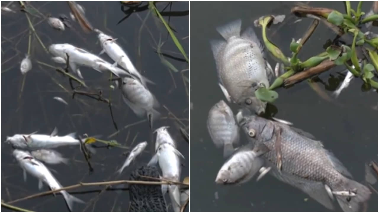 Kerala fish death: পেরিয়ার নদীতে ভাসছে হাজার-হাজার মরা মাছ, ক্ষোভে ফুঁসছেন স্থানীয় মানুষ