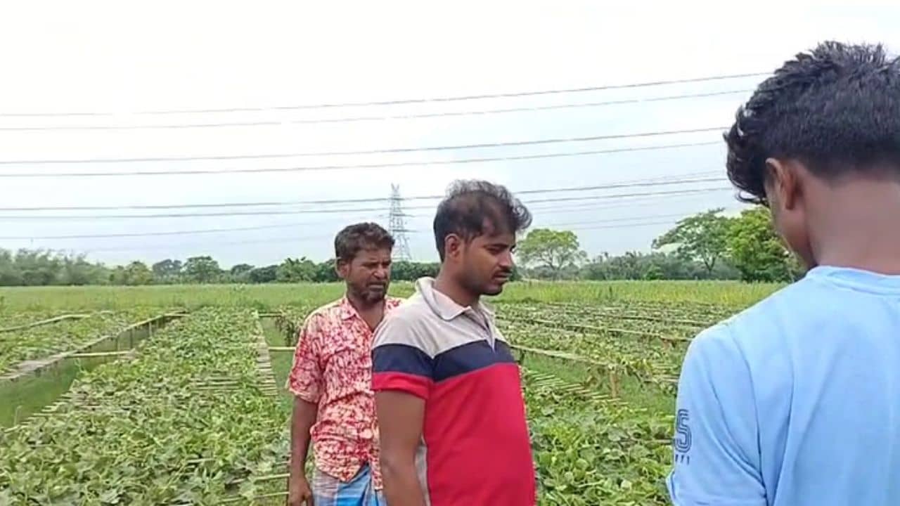 Murshidabad: ভোট পরবর্তী হিংসা. জোট সমর্থকের জমির ফসল নষ্টের অভিযোগ