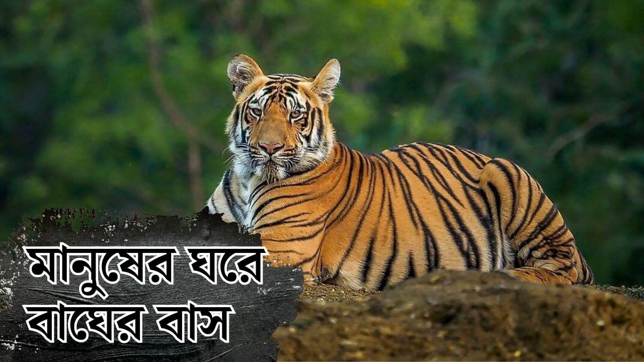 Sundarban Royal Bengal Tiger Situation: বঙ্গোপসাগরে বিপন্ন বাংলা, মানুষের ঘরে বাঘের বাস