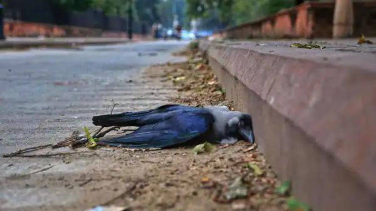 Death Crow Symbolism: রাস্তায় মরা কাক দেখলে আপনার সঙ্গে হতে পারে এই মারাত্মক ঘটনা! আর কী কী হতে পারে, জানুন