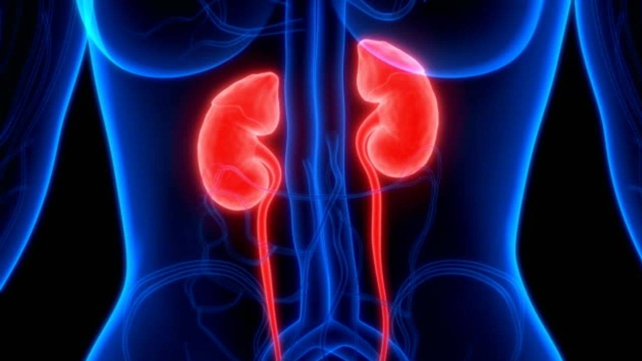 Kidney Problems: প্রচণ্ড গরমে নষ্ট হচ্ছে কিডনি! কীভাবে বাঁচবেন জানুন