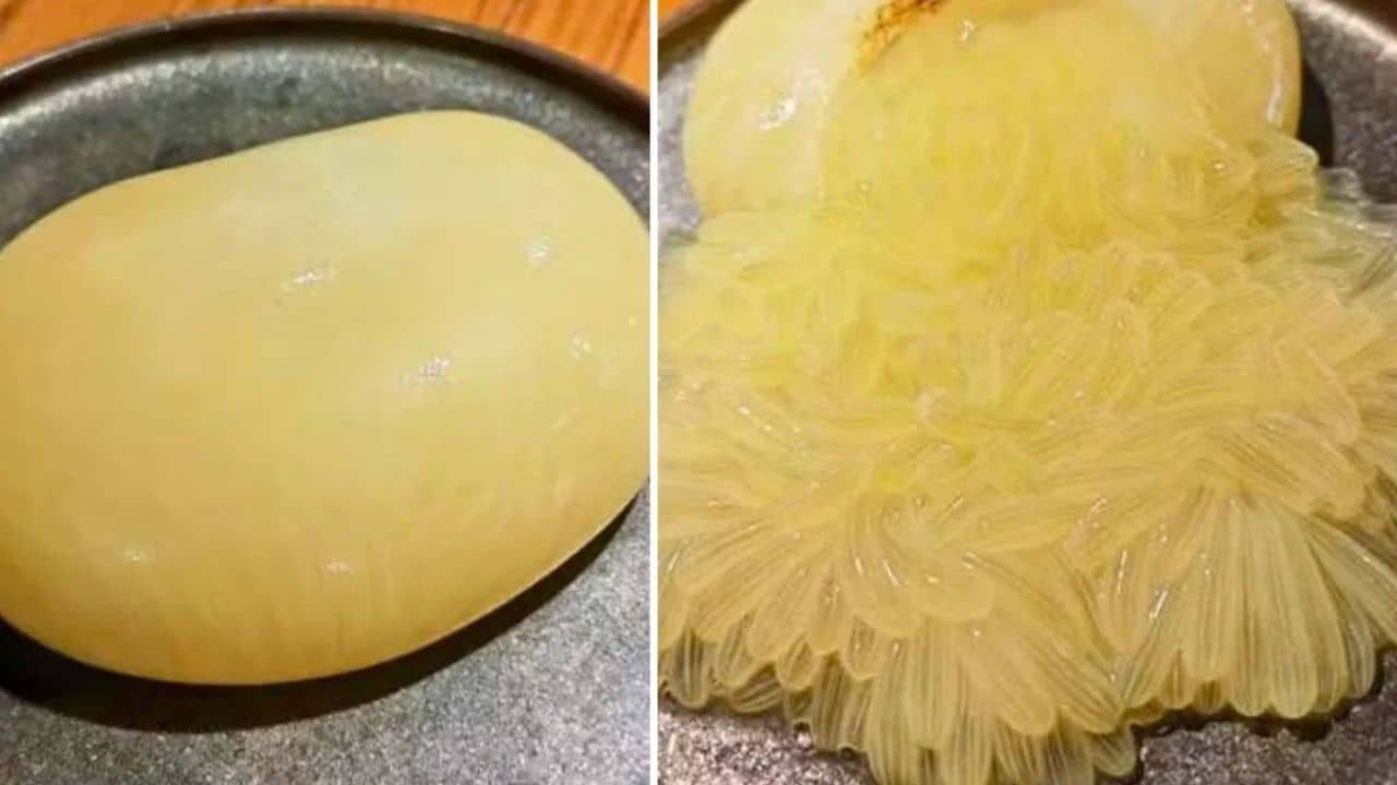 Octopus Egg: খাবার মেনুতে কাঁচা অক্টোপাসের ডিম, ভাইরাল এই রেস্তোরাঁর খাবার
