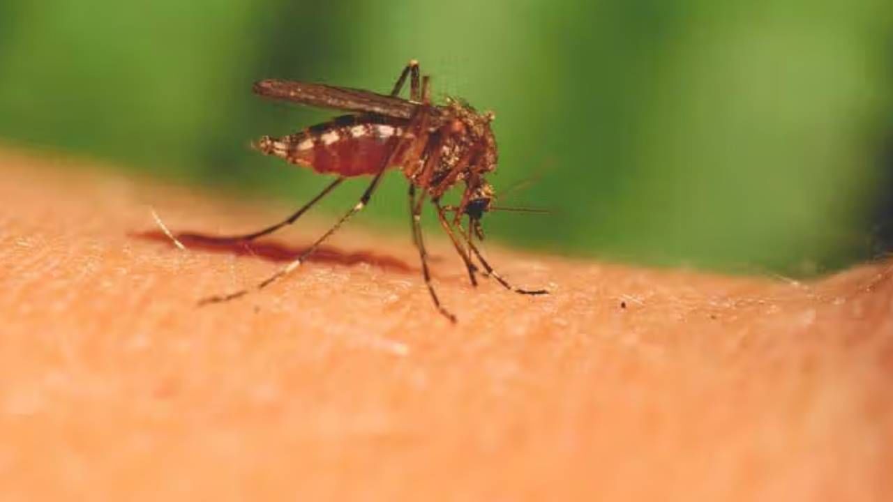 Mosquito Problems: ধূপ, স্প্রে-র ছুটি, ঘর থেকে মশা তাড়ান এই কৌশলে