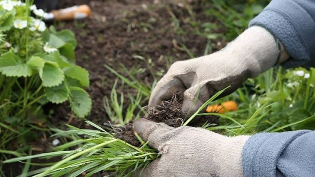 বাড়ি আশপাশে গাছপালা থাকলে মশার উপদ্রব বেড়ে যায়। তাই সময় করে আগাছা ছেঁটে ফেলাই ভাল। চার পাশে কোথাও যেন জল না জমে, সে দিকেও খেয়াল রাখতে হবে।  