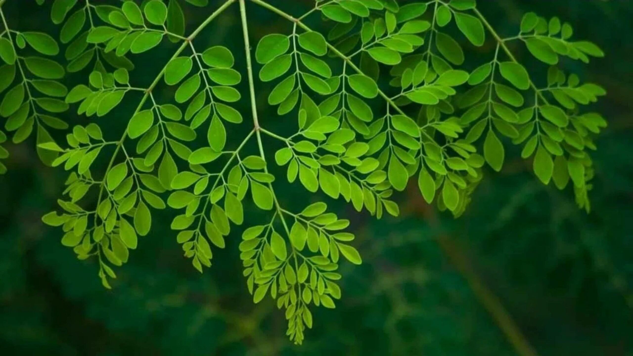 Drumstick Leaves: ডায়াবেটিস থেকে কোলেস্টেরল, সব বশে রাখবে এই ডাঁটার পাতা