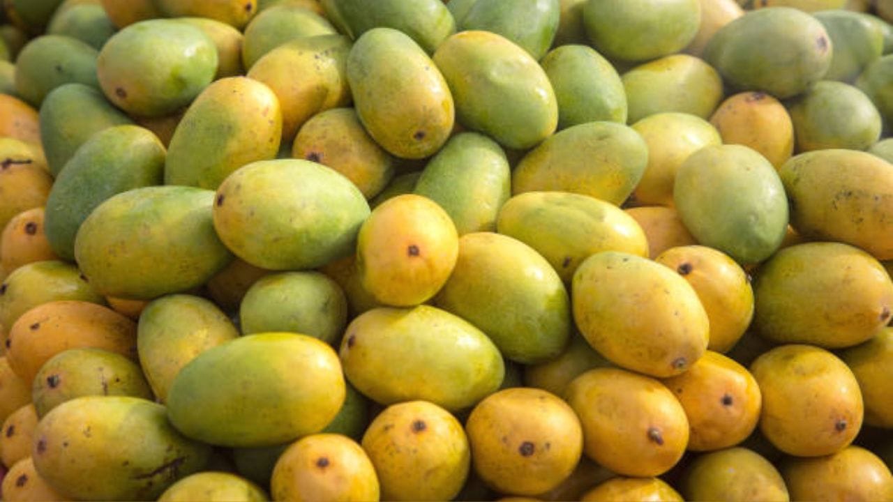 গরমে মনের সুখে আম খাচ্ছেন। খেয়াল রাখুন সুগার বাড়ছে কি না। আমের মধ্যে উচ্চ পরিমাণে ফ্রুক্টোজ রয়েছে এবং এই ফলের গ্লাইসেমিক সূচকও বেশি। রোজ আম খেলে যে কোনও মুহূর্তে সুগার বেড়ে যেতে পারে।