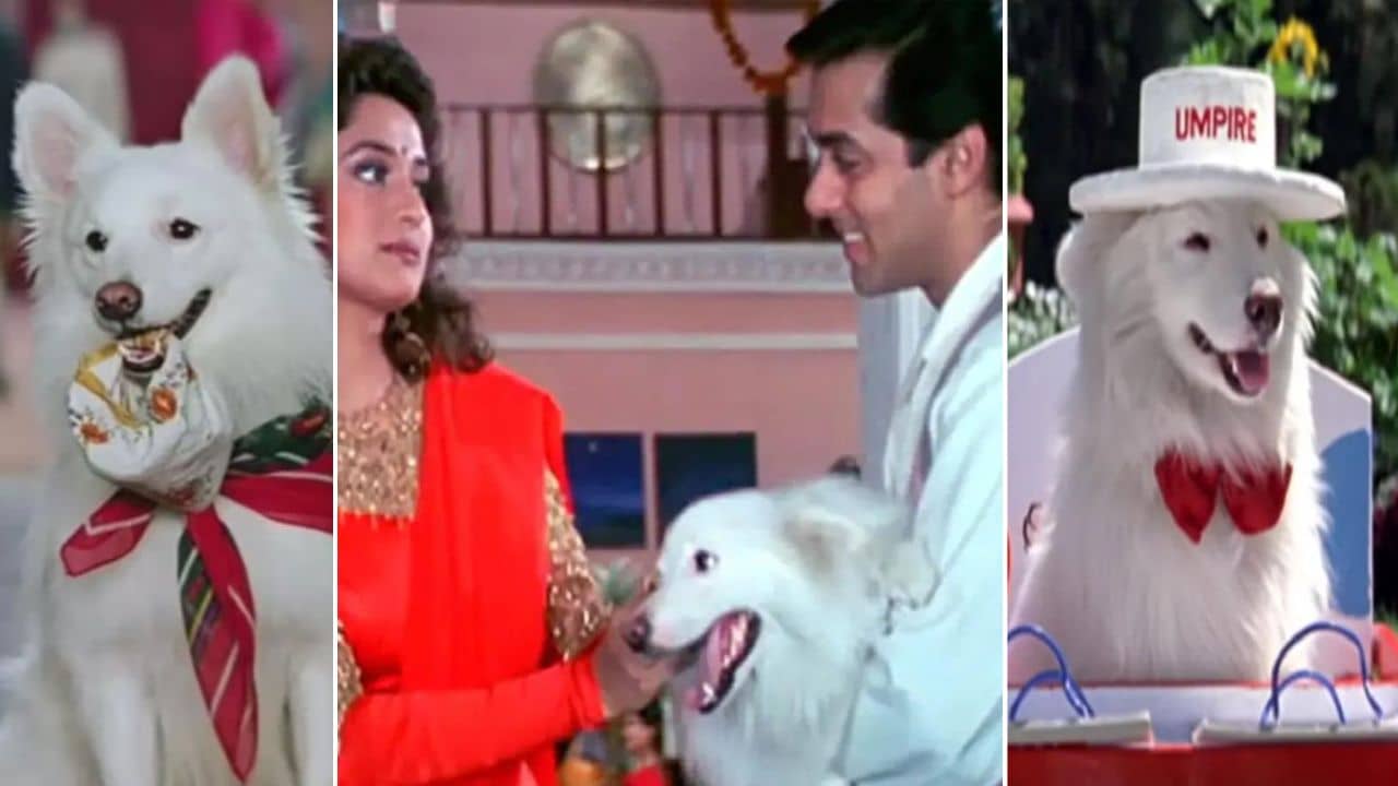 হাম আপকে হ্যায় কৌন-এ মাতিয়েছিল সেই, পরবর্তীকালে কী পরিণতি হয়েছিল মিষ্টি কুকুর টাফির?