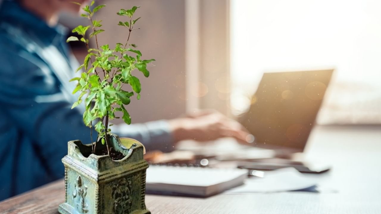 Vastu Tips for Office Desk: অফিসের ডেস্কে কি তুলসী গাছ রাখা উচিত? টেবিলে রাখা শুভ না অশুভ, জানুন বাস্তু নিয়ম