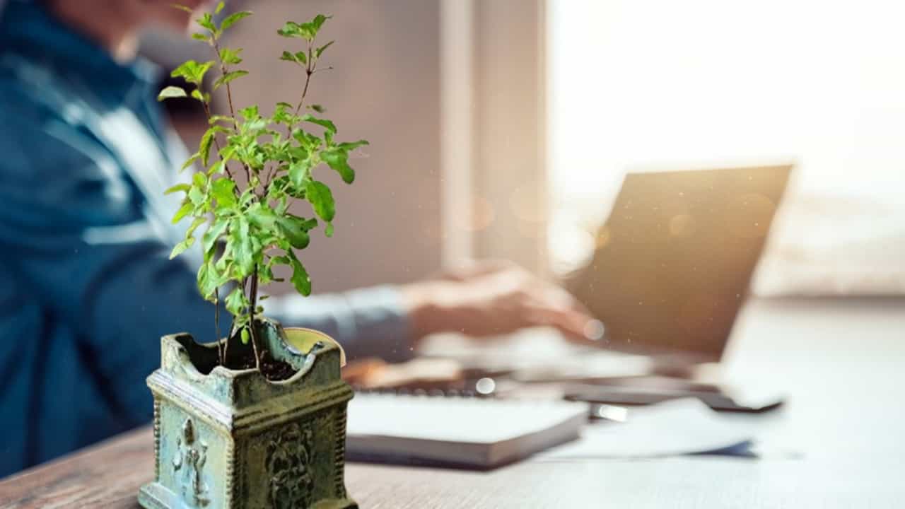 Vastu Tips for Office Desk: অফিসের ডেস্কে কি তুলসী গাছ রাখা উচিত? টেবিলে রাখা শুভ না অশুভ, জানুন বাস্তু নিয়ম Vastu Tips for Office Desk: অফিসের ডেস্কে কি তুলসী গাছ রাখা উচিত? টেবিলে রাখা শুভ না অশুভ, জানুন বাস্তু নিয়ম