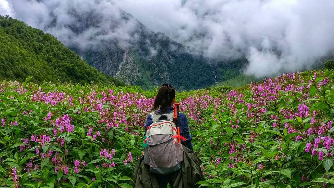 Valley of Flowers: ফুলের স্বর্গোদ্যানে ট্রেকিং শুরু হবে ১ জুন থেকে
