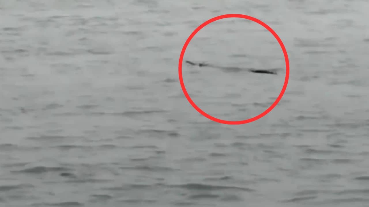 Crocodile: হাওড়ার গঙ্গায় দেখা মিলল কুমিরের