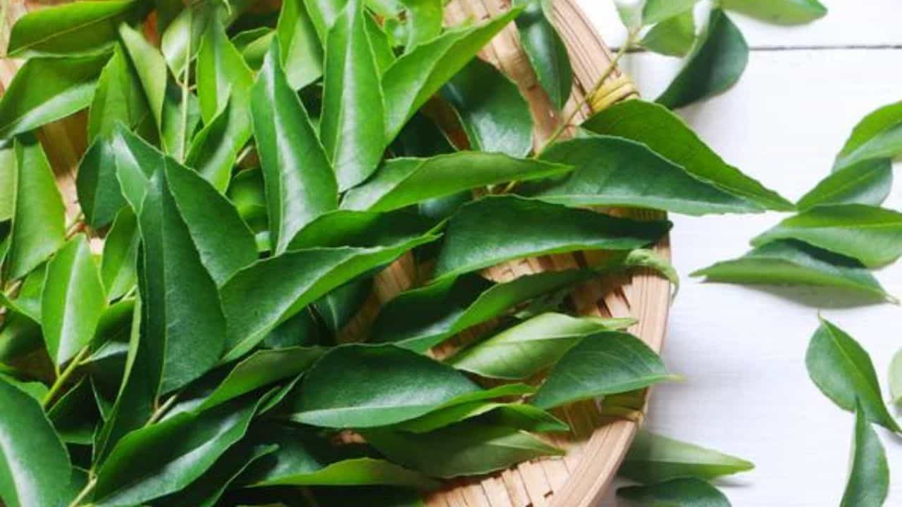 Benefits of Curry Leaves: খাওয়ার সময় তরকারি থেকে কারি পাতা ফেলে দেন? রোজ ৫টি করে খেলে ধারেকাছে আসবে না রোগভোগ Benefits of Curry Leaves: খাওয়ার সময় তরকারি থেকে কারি পাতা ফেলে দেন? রোজ ৫টি করে খেলে ধারেকাছে আসবে না রোগভোগ