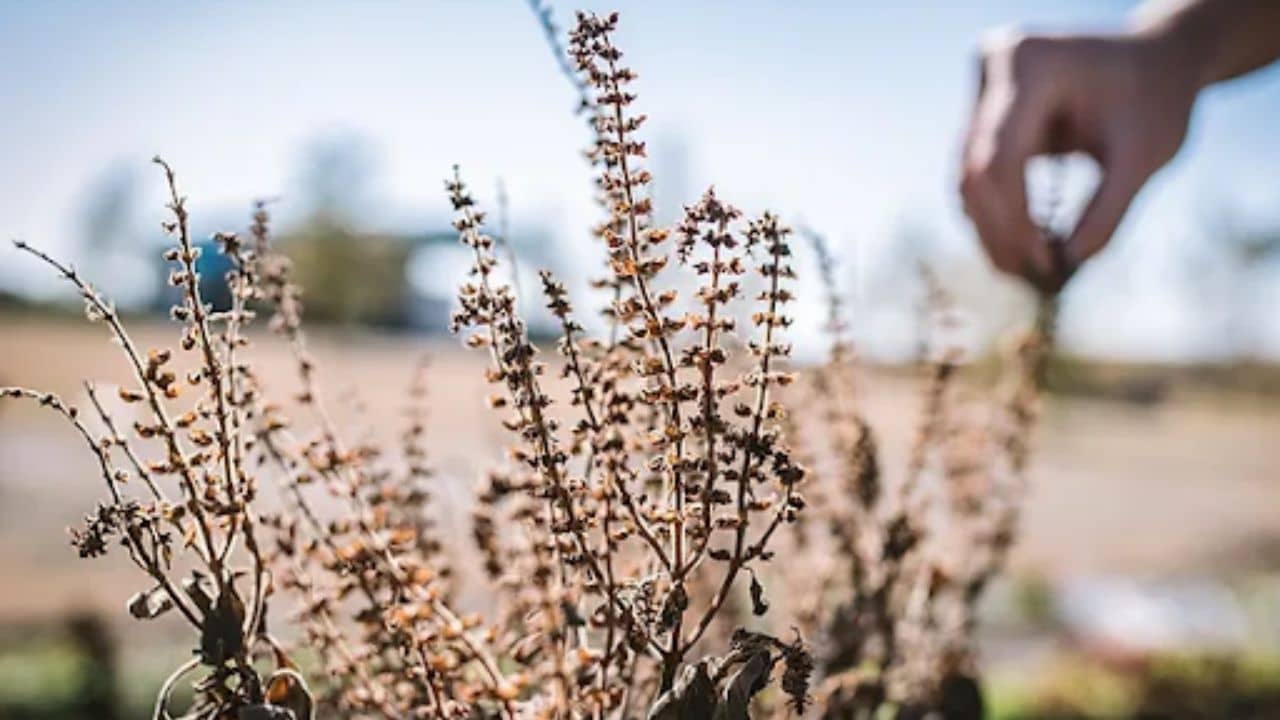 Dry Tulsi Tips: জল দিলেও শুকিয়ে যাচ্ছে তুলসী গাছ? মারাত্মক ক্ষতি না চাইলে এই ভুল একদম করবেন না