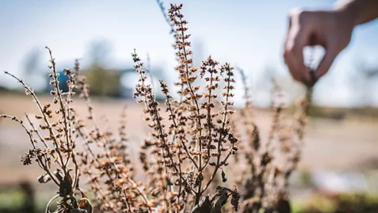 Dry Tulsi Tips: জল দিলেও শুকিয়ে যাচ্ছে তুলসী গাছ? মারাত্মক ক্ষতি না চাইলে এই ভুল একদম করবেন না Dry Tulsi Tips: জল দিলেও শুকিয়ে যাচ্ছে তুলসী গাছ? মারাত্মক ক্ষতি না চাইলে এই ভুল একদম করবেন না