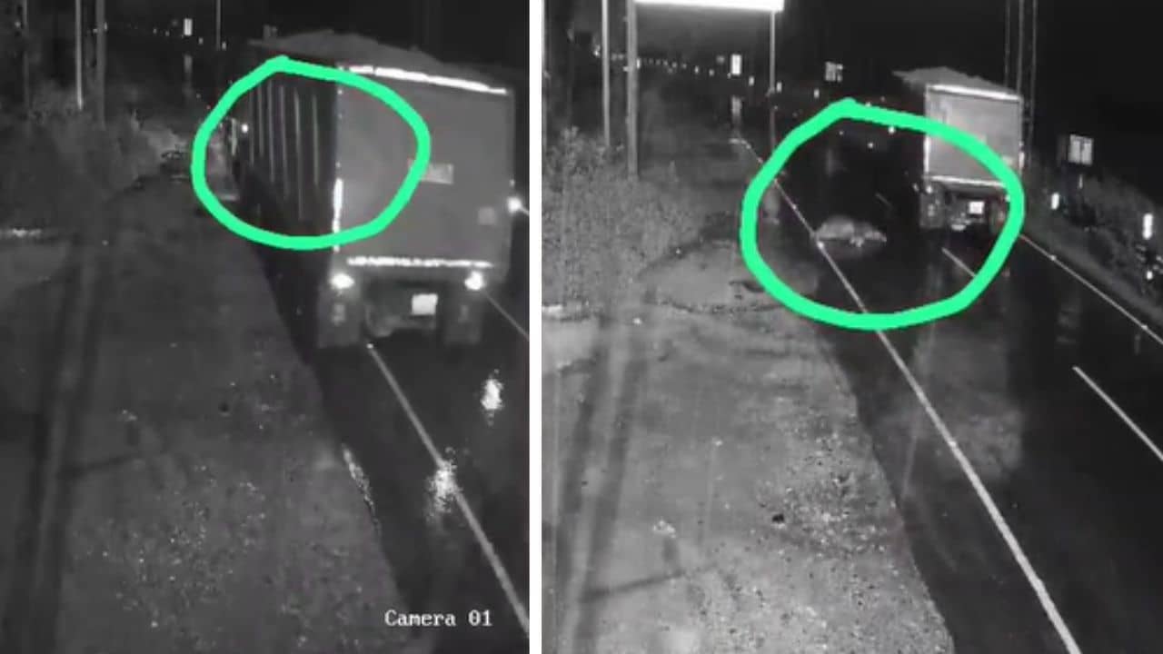 Elephant Death: সব শেষ! মরে গিয়ে হাতির ছানা দেখিয়ে দিল জঙ্গলের কোথায় দুর্নীতি?