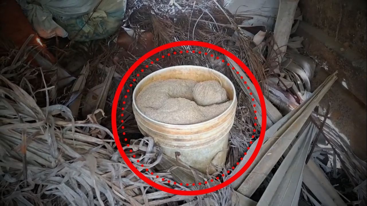 Bomb Recovery: কাঠ-পাতার গাদায় লুকানো বালতি ভর্তি বোমা! ভোটের পরও ভয়ে কাঁটা ভাঙড়বাসী