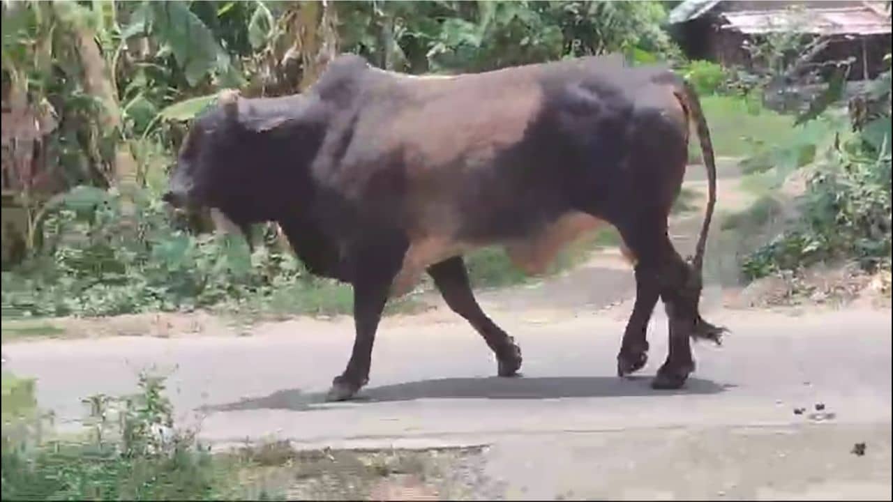 Bull Attack: রাস্তায় বেরিয়ে বার বার পিছন ফিরতে হচ্ছে, সে ধেয়ে আসছে না তো!