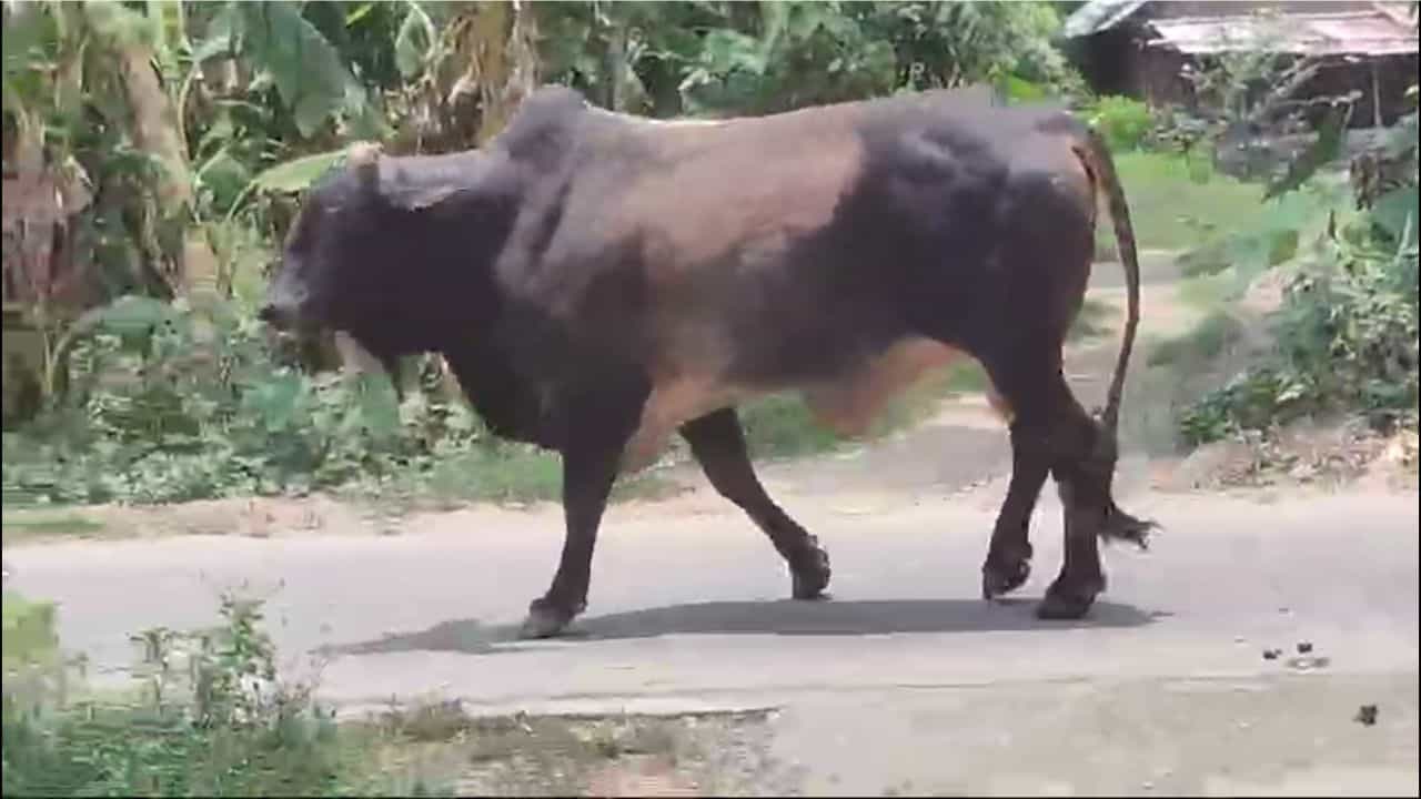 Bull Attack: রাস্তায় বেরিয়ে বার বার পিছন ফিরতে হচ্ছে, সে ধেয়ে আসছে না তো! Bull Attack: রাস্তায় বেরিয়ে বার বার পিছন ফিরতে হচ্ছে, সে ধেয়ে আসছে না তো!