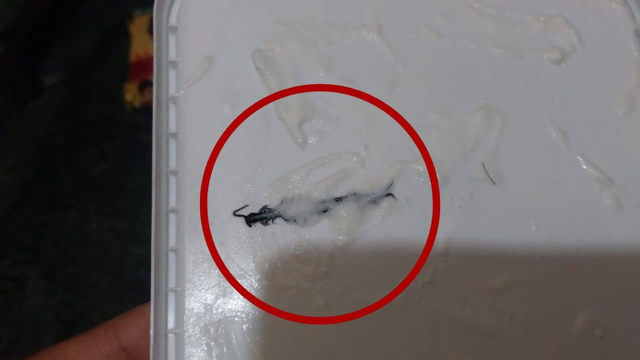 কাটা আঙুলের পর এবার বিছে! আইসক্রিমের ঢাকনা খুলতেই কিলবিল করে উঠল...