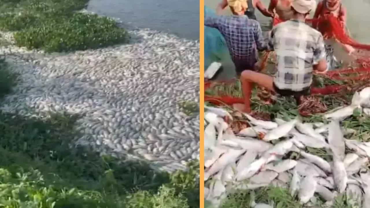 রক্ত জল করা এত মাসের পরিশ্রম...এক রাতেই ক্ষতি হয়ে গেল কোটি কোটি টাকার! গিজগিজ করছে শুধু লাশ রক্ত জল করা এত মাসের পরিশ্রম...এক রাতেই ক্ষতি হয়ে গেল কোটি কোটি টাকার! গিজগিজ করছে শুধু লাশ