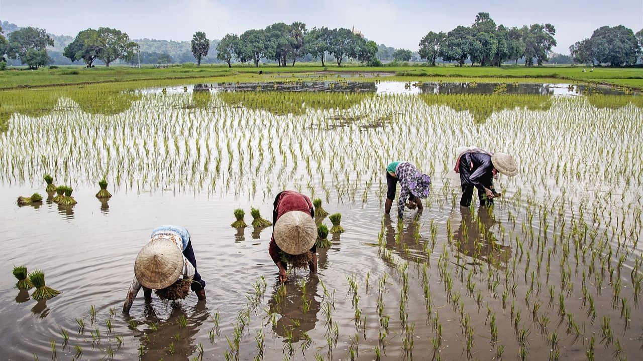 দেড়গুণ বেশি আয় হবে কৃষকদের, MSP নিয়ে বড় সিদ্ধান্ত কেন্দ্রের