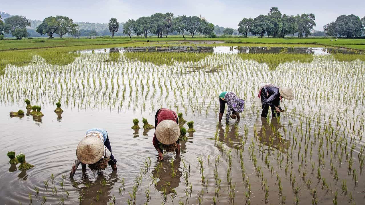 দেড়গুণ বেশি আয় হবে কৃষকদের, MSP নিয়ে বড় সিদ্ধান্ত কেন্দ্রের দেড়গুণ বেশি আয় হবে কৃষকদের, MSP নিয়ে বড় সিদ্ধান্ত কেন্দ্রের