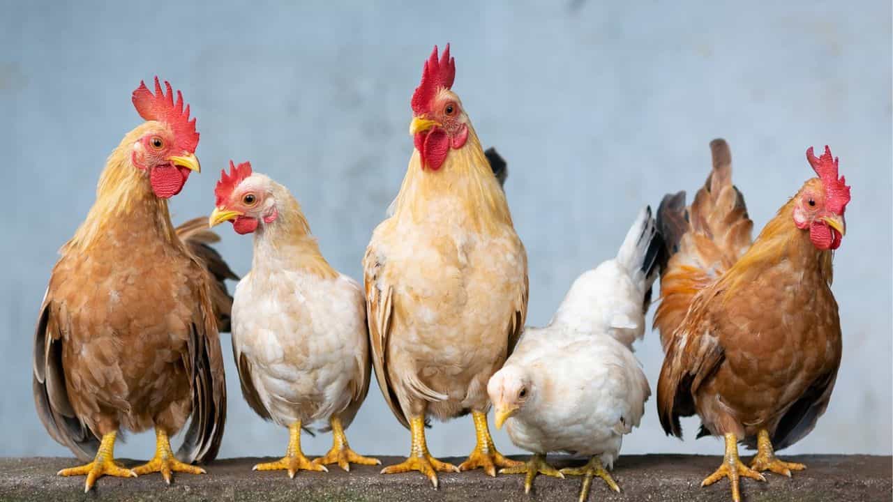 Bird Flu in Kolkata: কলকাতায় শিশুর শরীরে বাসা বাঁধে 'বার্ড ফ্লু', WHO থেকে খবর এল রাজ্যে Bird Flu in Kolkata: কলকাতায় শিশুর শরীরে বাসা বাঁধে 'বার্ড ফ্লু', WHO থেকে খবর এল রাজ্যে