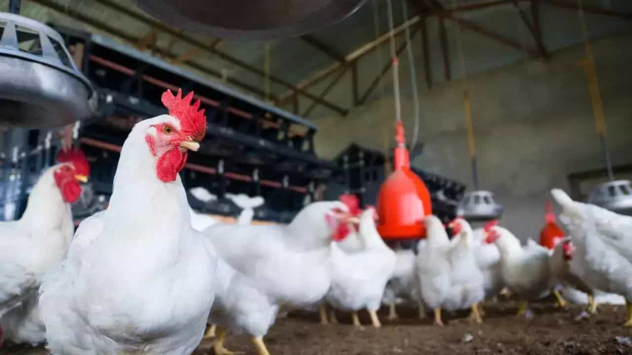 Bird Flu in Bengal: রাজ্যে ৪ বছরের শিশুর শরীরে বার্ড ফ্লু-র H9N2 ভাইরাস! তিন মাস ধরে হাসপাতালে চলল চিকিৎসা Bird Flu in Bengal: রাজ্যে ৪ বছরের শিশুর শরীরে বার্ড ফ্লু-র H9N2 ভাইরাস! তিন মাস ধরে হাসপাতালে চলল চিকিৎসা