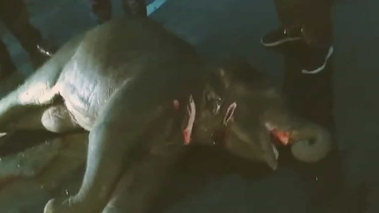 Elephant Death: হস্তিশাবকের মৃত্যু বলেই কি ৪৮ ঘণ্টা পার করেও ধরা পড়ল না ঘাতক? Elephant Death: হস্তিশাবকের মৃত্যু বলেই কি ৪৮ ঘণ্টা পার করেও ধরা পড়ল না ঘাতক?