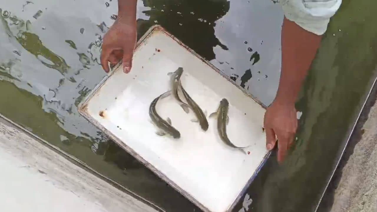 Sarputi: মাছেভাতে বাঙালির বড় প্রিয় এই মাছকে বাঁচাতে উদ্যোগ সরকারের