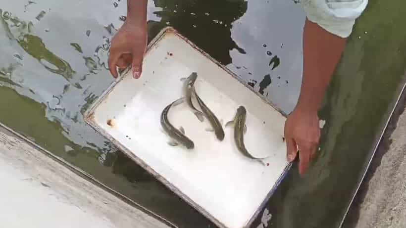 Sarputi: মাছেভাতে বাঙালির বড় প্রিয় এই মাছকে বাঁচাতে উদ্যোগ সরকারের