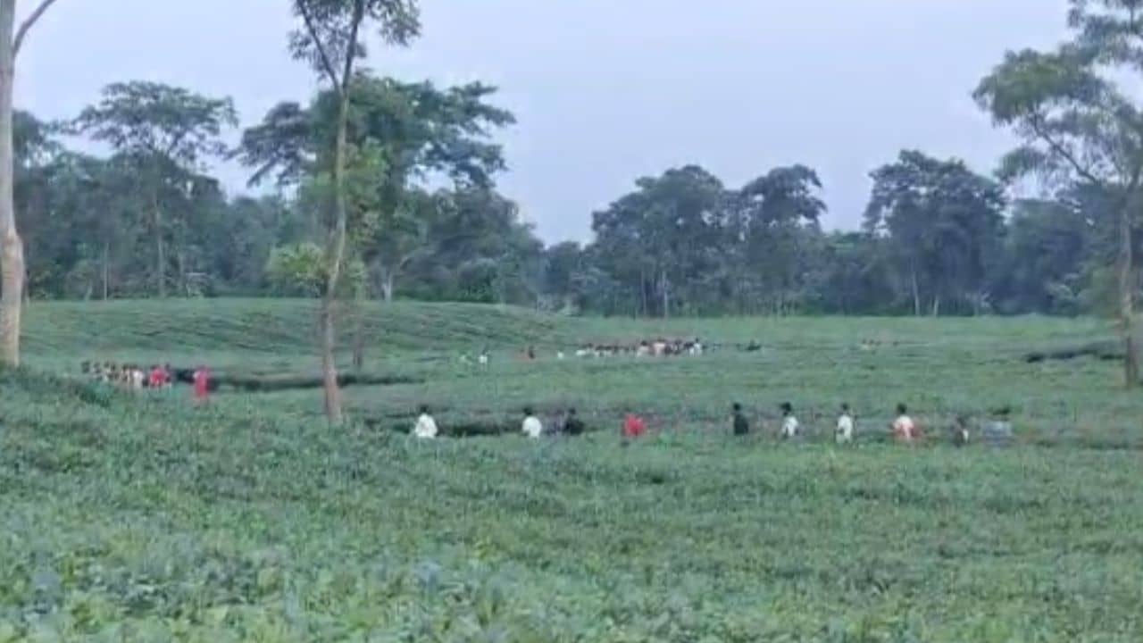 Jalpaiguri: প্রেমিকই ছাড়লেন না! বন্ধুদের ডেকে এনে চা বাগানে গণধর্ষণ প্রেমিকাকে