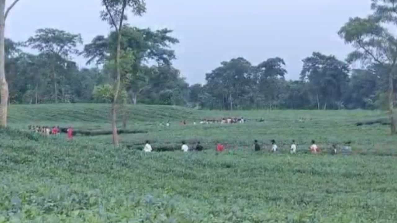 Jalpaiguri: প্রেমিকই ছাড়লেন না! বন্ধুদের ডেকে এনে চা বাগানে 'গণধর্ষণ' প্রেমিকাকে Jalpaiguri: প্রেমিকই ছাড়লেন না! বন্ধুদের ডেকে এনে চা বাগানে 'গণধর্ষণ' প্রেমিকাকে