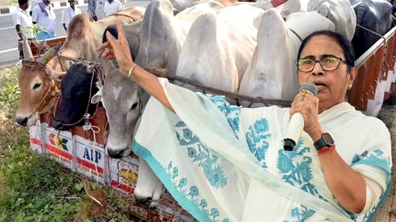 Mamata Banerjee: চোখের সামনে দিয়ে ট্রাক ওভারলোডের টাকা যাচ্ছে কাঁথিতে, রীতিমতো ক্ষোভ প্রকাশ করে বললেন মমতা