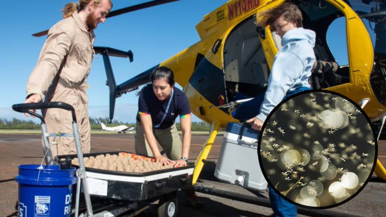 Hawaii: হেলিকপ্টারে করে প্রতি সপ্তাহে লক্ষ লক্ষ মশা ছাড়ছে সরকার!