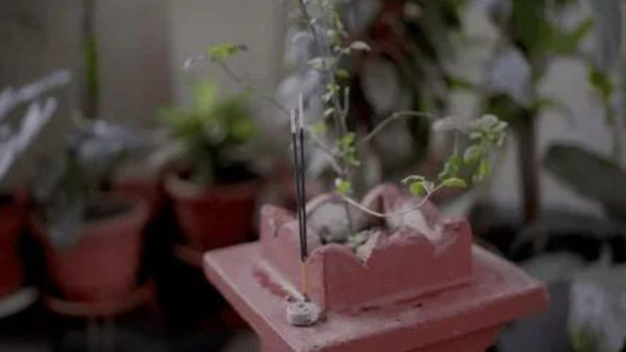 Tulsi Manjari Tips: গরমকালে শুকিয়ে যাওয়া তুলসীর মঞ্জুরি কি ছেঁটে দিচ্ছেন? জানেন কী ভুল করছেন?