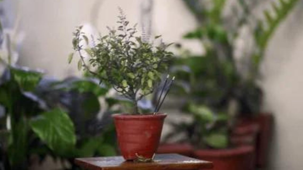 এমন এক জায়গায় রাখুন, যেখানে একটানা সূর্যের আলো তীব্র ভাবে প্রবেশ না করতে পারে। সূর্যের আলোয় সারাদিন থাকলে তুলসী গাছ মরে যেতে পারে। গ্রীষ্মকালে সকালে এবং সন্ধ্যায় জল।