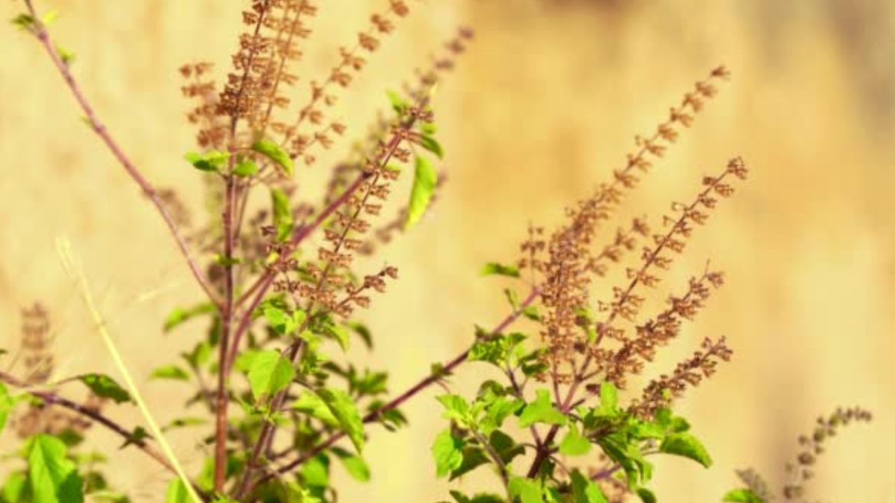 তুলসী পাতা চিবিয়ে খেলেও রোগ প্রতিরোধ ক্ষমতা বেড়ে যায়। গরমকালের তুলনায় শীতকালে সবচেয়ে বেশি তুলসী গাছ শুকিয়ে যায়। কিন্তু গ্রীষ্মকালেও তুলসীর সঠিক যত্ন না নিলে পাতা শুকিয়ে যায়। শুধু তাই নয়, কাঠ, মূল ও মঞ্জুরিও শুকিয়ে ঝড়ে পড়ে।