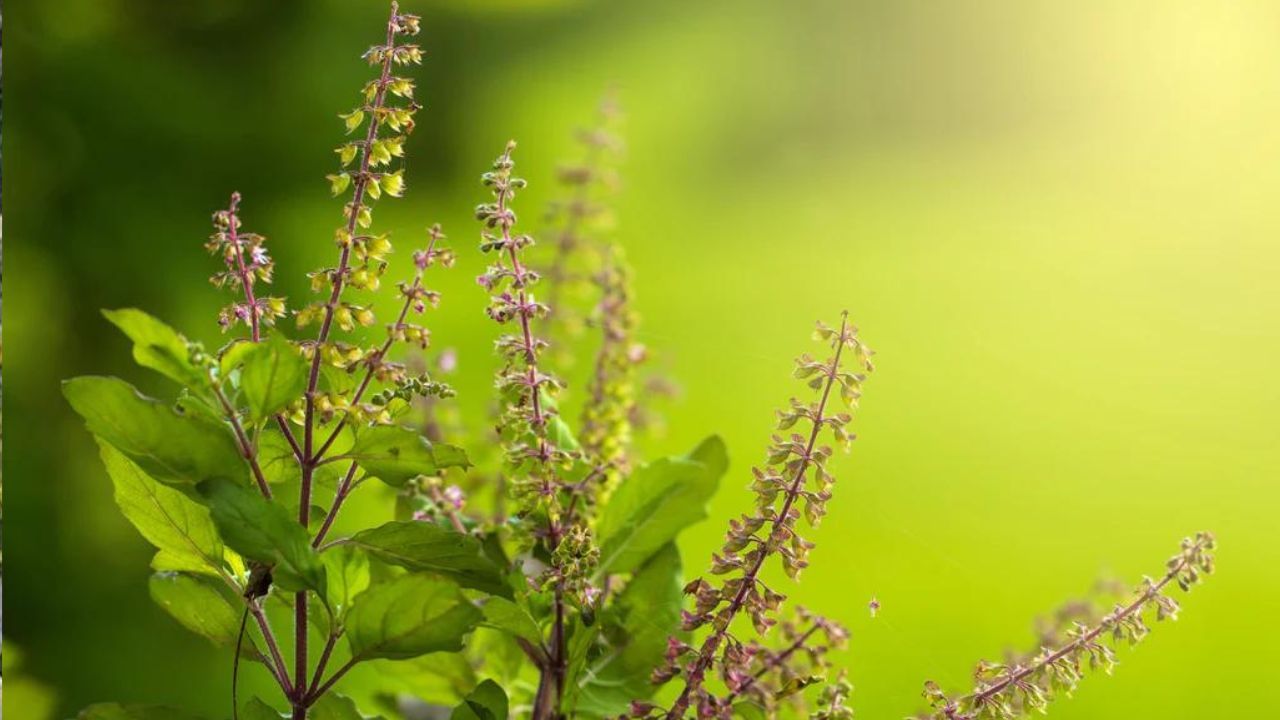 Hammomdagi qizlarga josuslik qilayotgan yashirin kamera