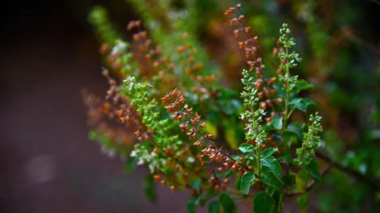 সময়ে সময়ে তুলসী গাছ ও এর ডালপালা কেটে দিলে তুলসী আরও শক্তিশালী হয়ে ওঠে। এছাড়া পাতা ও কাণ্ডেও নতুন প্রাণের সঞ্চার হয়। তুলসী গাছ আরও সবুজ হয়ে থাকে। ধর্মীয় বিশ্বাস অনুসারে, মঞ্জরীর অংশ মঙ্গল ও রবিবার ছেঁটে ফেলা উচিত নয়।