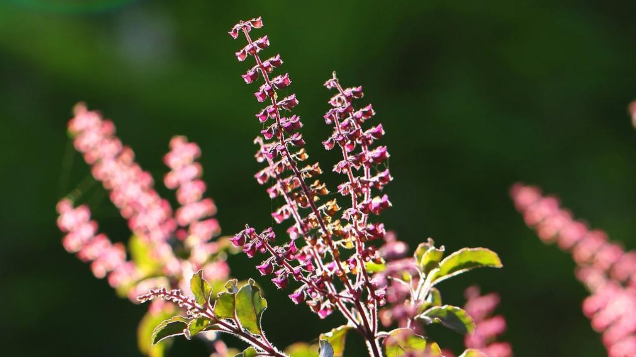 Yoshlar uchun jinsiy tarbiya haqida video