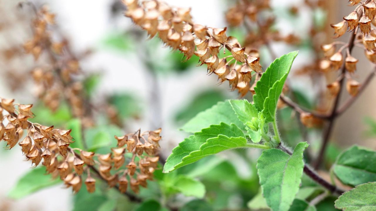 italyan porno yulduzlari bilan guruh jinsiy aloqa