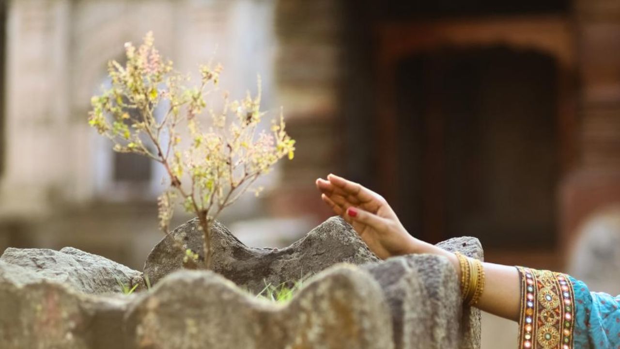 শুকিয়ে গেলে তুলসী গাছ ছেঁটে ফেলেন অনেকে। তবে তুলসী মঞ্জুরি শুকিয়ে গেলে গরমকালে কী কী করা উচিত, কী কী নিয়ম মানতে হবে, না হলে কোন কোন ক্ষতির মুখে পড়তে হবে, তা জেনে নিন এখানে...