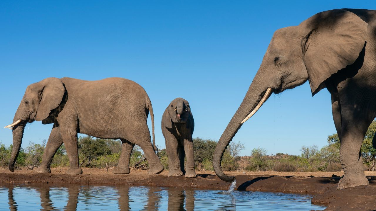 যদি এক দিনের কথা বলি, এই দৈত্যকার প্রাণীটি দিনে ৫০-৬০ লিটার জল পান করে। গরম এলাকায় হাতির জল বেশি লাগে
