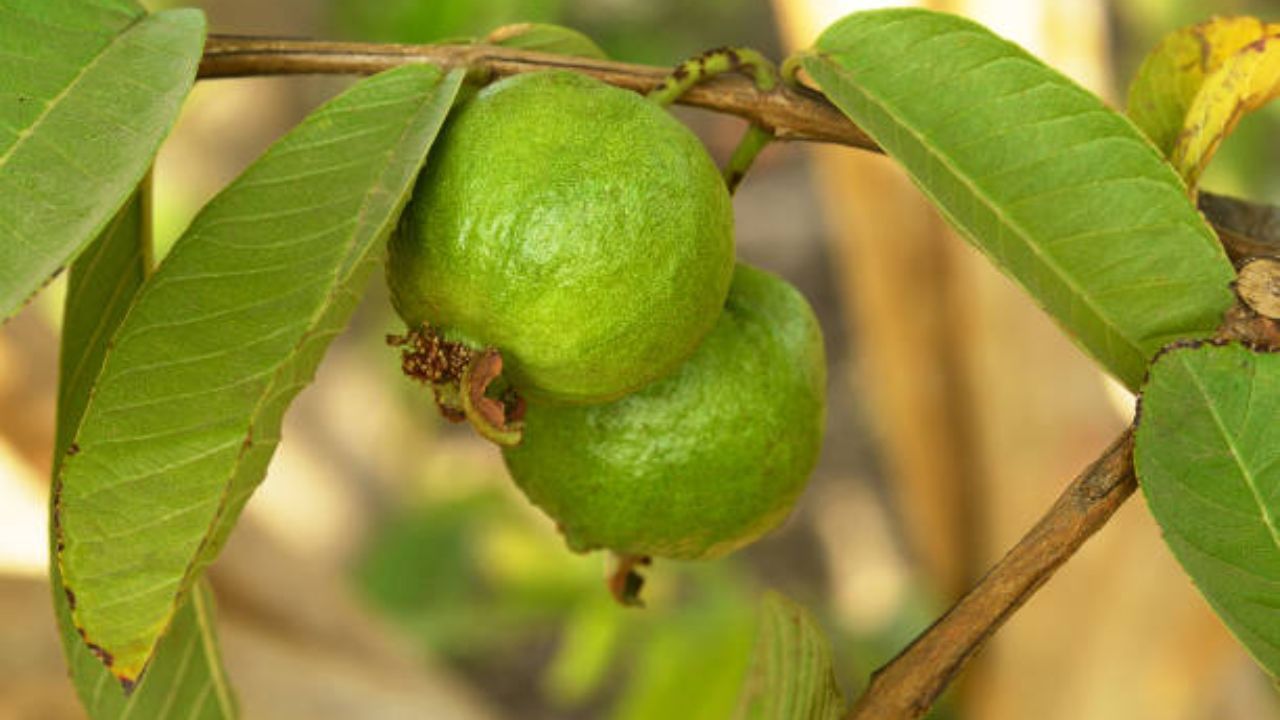 পেয়ারার উপকারিতার কথা তো সকলেই জানেন। এক গ্লাস দুধের সমতুল্য পুষ্টি রয়েছে একটি বড় পেয়ারায়। এমনই বিশ্বাস প্রচলিত রয়েছে। তবে কেবল পেয়ারা নয়, পেয়ারা পাতাতেও রয়েছে বহু পুষ্টিগুণ