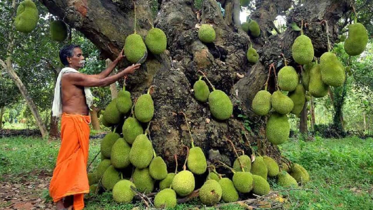 গরমের সময় কাঁঠালের বীজ খেলে বর্ষাকালে বিভিন্ন সংক্রমণের হাত থেকে রক্ষা পাবেন। কারণ কাঁঠালের বীজ রোগ প্রতিরোধ ক্ষমতা বাড়িয়ে সংক্রমণ রোধে সাহায্য করে। 