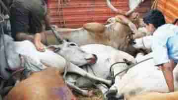 Cow Smuggling: গরু পাচার করতে মরিয়া ওরা, সাংঘাতিক ঘটনা ঘটাল মুর্শিদাবাদ সীমান্তে